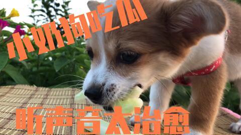 奶狗男吃瓜,揭秘娱乐圈的甜蜜瓜田