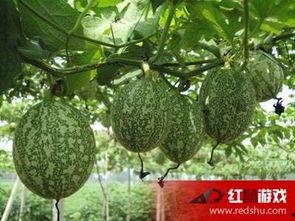 吊瓜干咋吃,解锁美味新体验