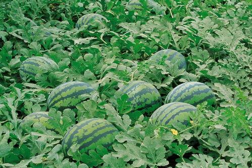 阜阳太和吃瓜群