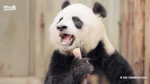 吃瓜小熊萌宠,揭秘瓜界萌宠的趣味生活