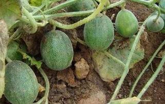 网友在线吃瓜,揭秘网友在线追剧的欢乐时光