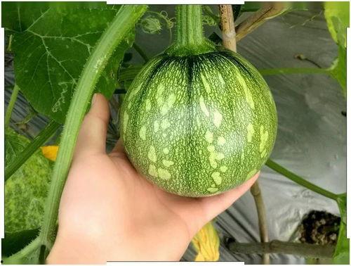 广西英华吃瓜,一场别开生面的“吃瓜”盛宴