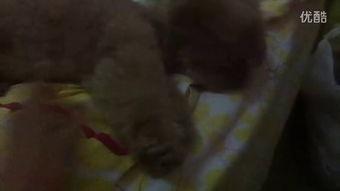 最新恶心吃瓜视频,惊悚揭秘！最新吃瓜视频揭露惊人内幕