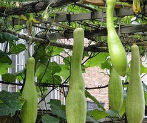 苏瓜吃可长肉,吃出健康，长出活力