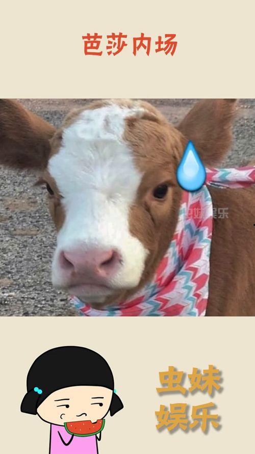 金乡抖音吃瓜,揭秘网络热点背后的故事