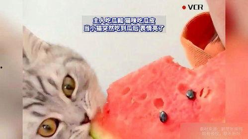 小猫吃瓜照片,小猫吃瓜萌态十足