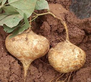 鸟可以吃土瓜吗怎么吃,土瓜在鸟类食谱中的食用方法