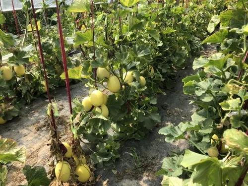 美好的周末吃瓜,品味美好，共享瓜趣