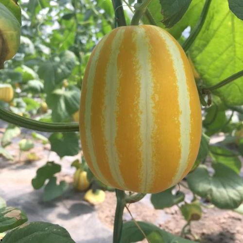 上海哪个村吃瓜,夏日消暑美食之旅